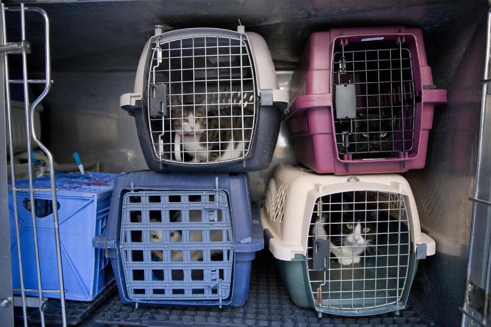 Cats that were remove from two connected row homes by the Pennsylvania Society for the Prevention of Cruelty to Animals wait in a van to be taken to the organization's shelter Wednesday, March 26, 2014, in Philadelphia. The Animal welfare authorities say they are working to remove about 260 cats and take them to the organization's north Philadelphia shelter, where veterinarians were waiting to examine them. (AP Photo/Matt Rourke)