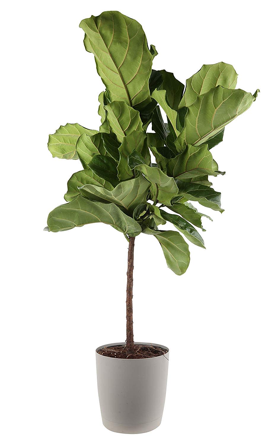 Play around with the fiddle-leaf fig. (Photo: Amazon)