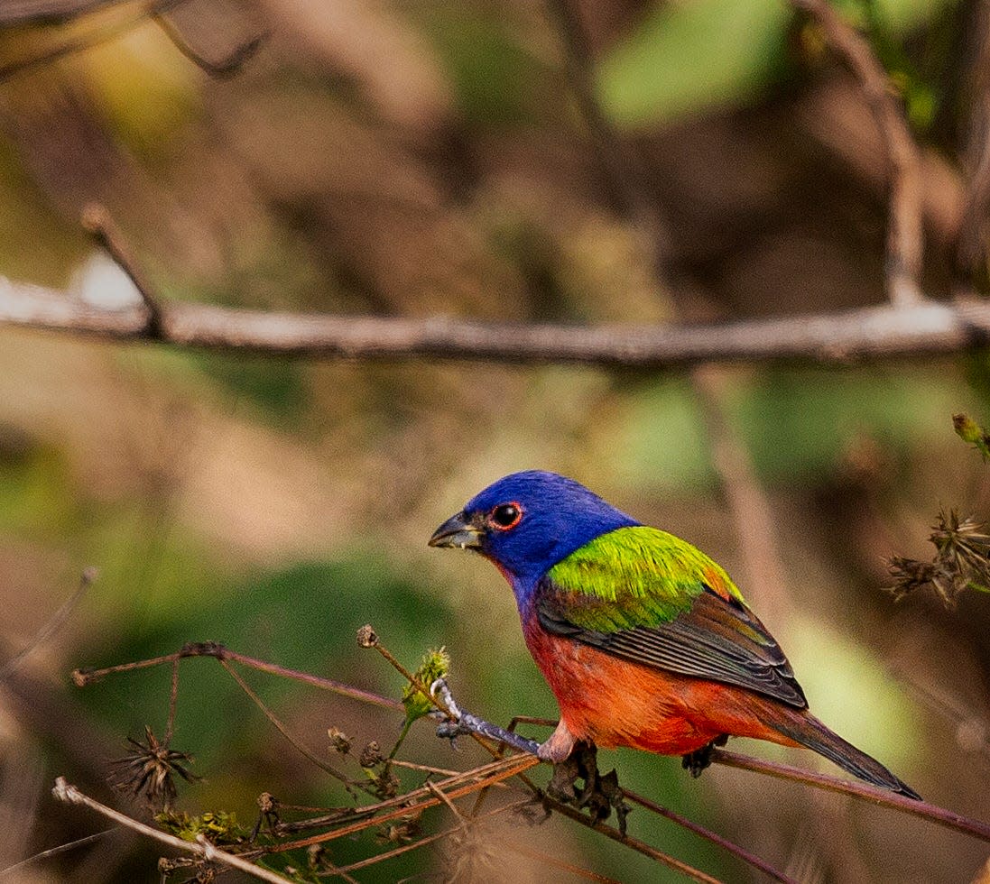 A painted bunting feeds at Lakes Park in Southwest Florida on Friday, Feb. 11, 2022. The colorful birds are a much sought after sighting. They were seen with a host of other migrating birds including Northern parula, a white eyed vireo, a blue headed vireo and other warblers.