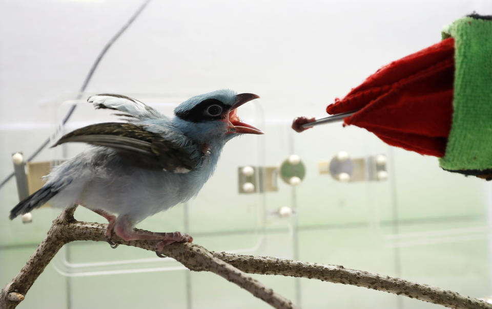 <p>Ein Wärter im Prager Zoo füttert mithilfe eines speziellen Handschuhs eine Java-Buschelster. Die Vogelart gilt als eine der gefährdetsten der Welt. (Bild: AP Photo/Petr David Josek) </p>