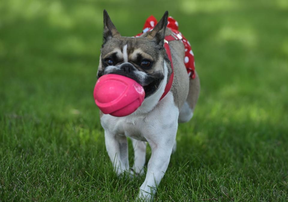Piper, a 2-year-old French bulldog Boston terrier mix, plays with her favorite ball at the Boone County Fairgrounds on Tuesday in Boone. Piper was a newcomer in this year's Boone County Fair dog obedience competition.