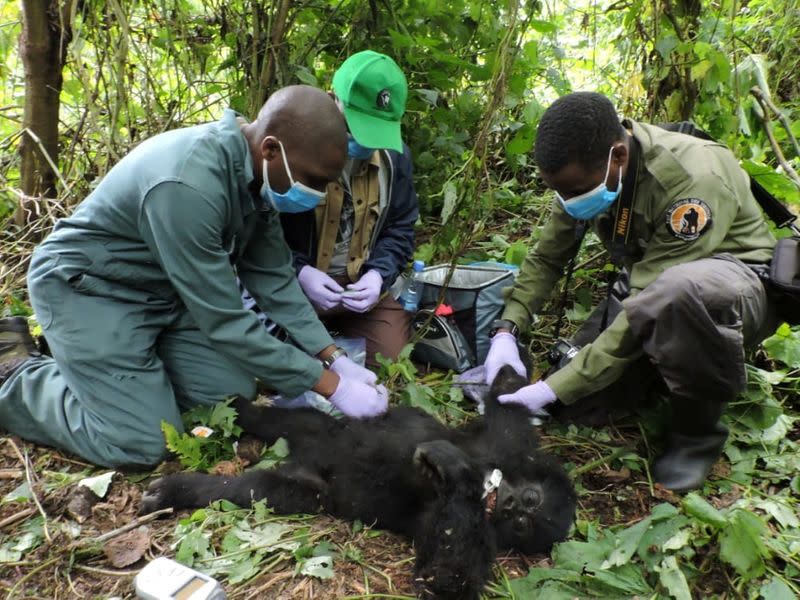 FILE PHOTO: Veterinary and Virunga Park rangers remove a poachers' snare from the hand of Theodore a wild baby gorilla at the Virunga National Park