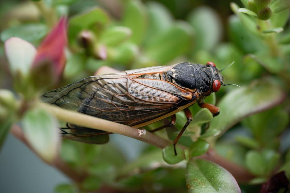 An adult periodical cicada clings to a plant on May 24, 2021 in Washington, D.C.