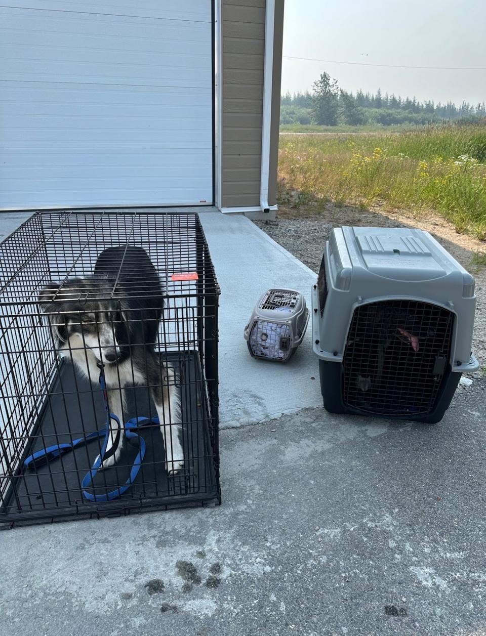 Bo, left, and Bear, right, were among the dogs caged and preped to leave by helicopter.
