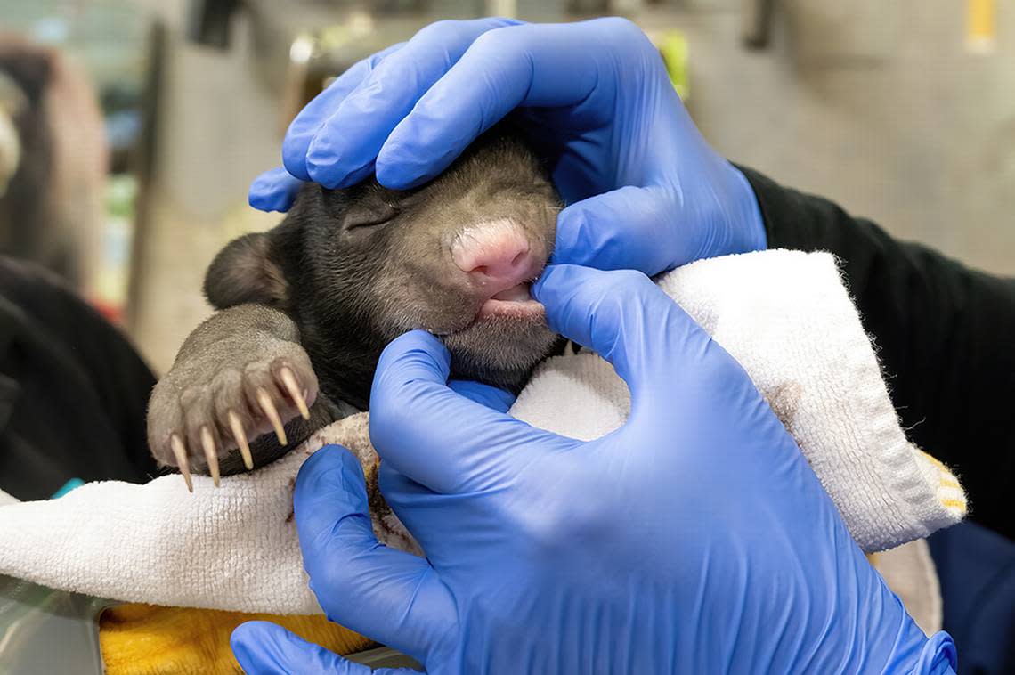 Those claws and teeth will be sharp as this sloth cub, at its first neonatal exam around Jan. 4, 2024, at Zoo Miami, grows.