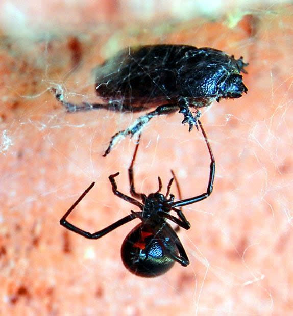 (Photo) Black Widow spider