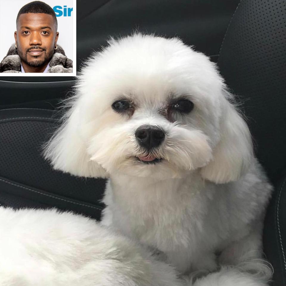 Ray J's Dog Kidnapped, Singer Offering a $20,000 Reward