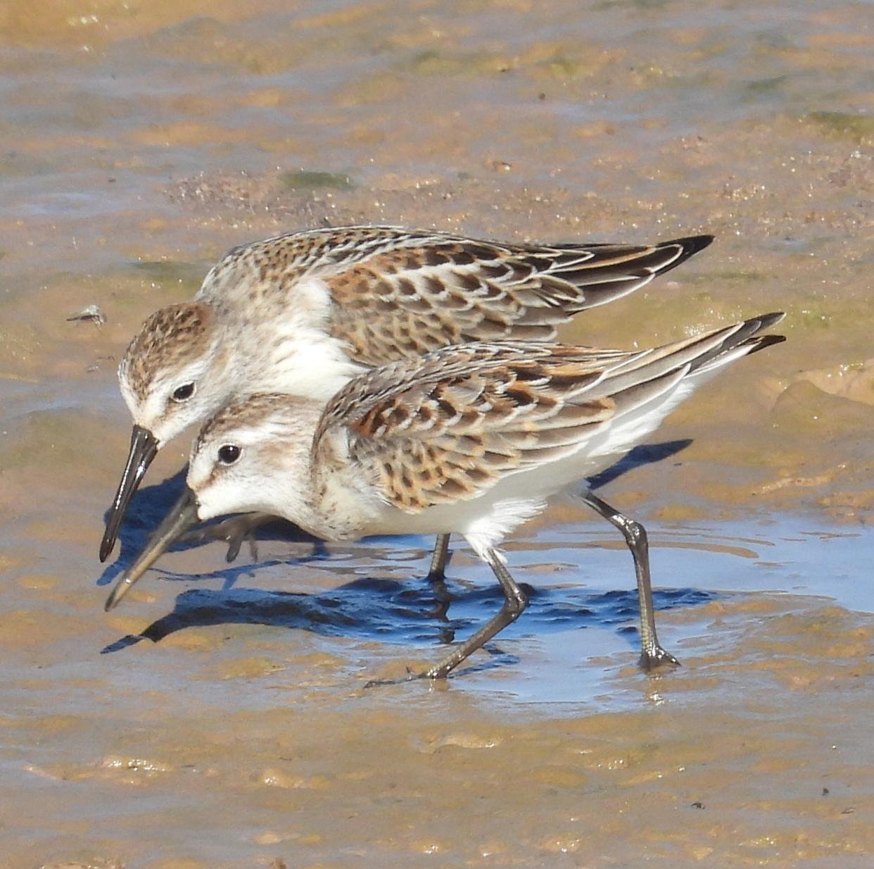 Bird watcher and Mesilla Valley Audobon Society Member Coleman Goin captured a duo of Western Sandpipers traveling through New Mexico. Western Sandpipers are a shorebird also known as "peeps." These birds breed in frigid areas of Alaska and Siberia.
