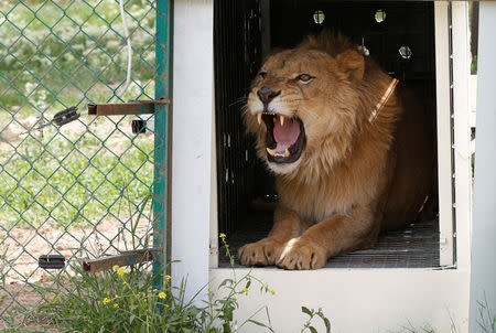 Simba the lion, one of two surviving animals in Mosul's zoo along with Lola the bear, is seen at an enclosure in the shelter after arriving in Jordan, April 11, 2017. Picture taken April 11, 2017. REUTERS/Muhammad Hamed