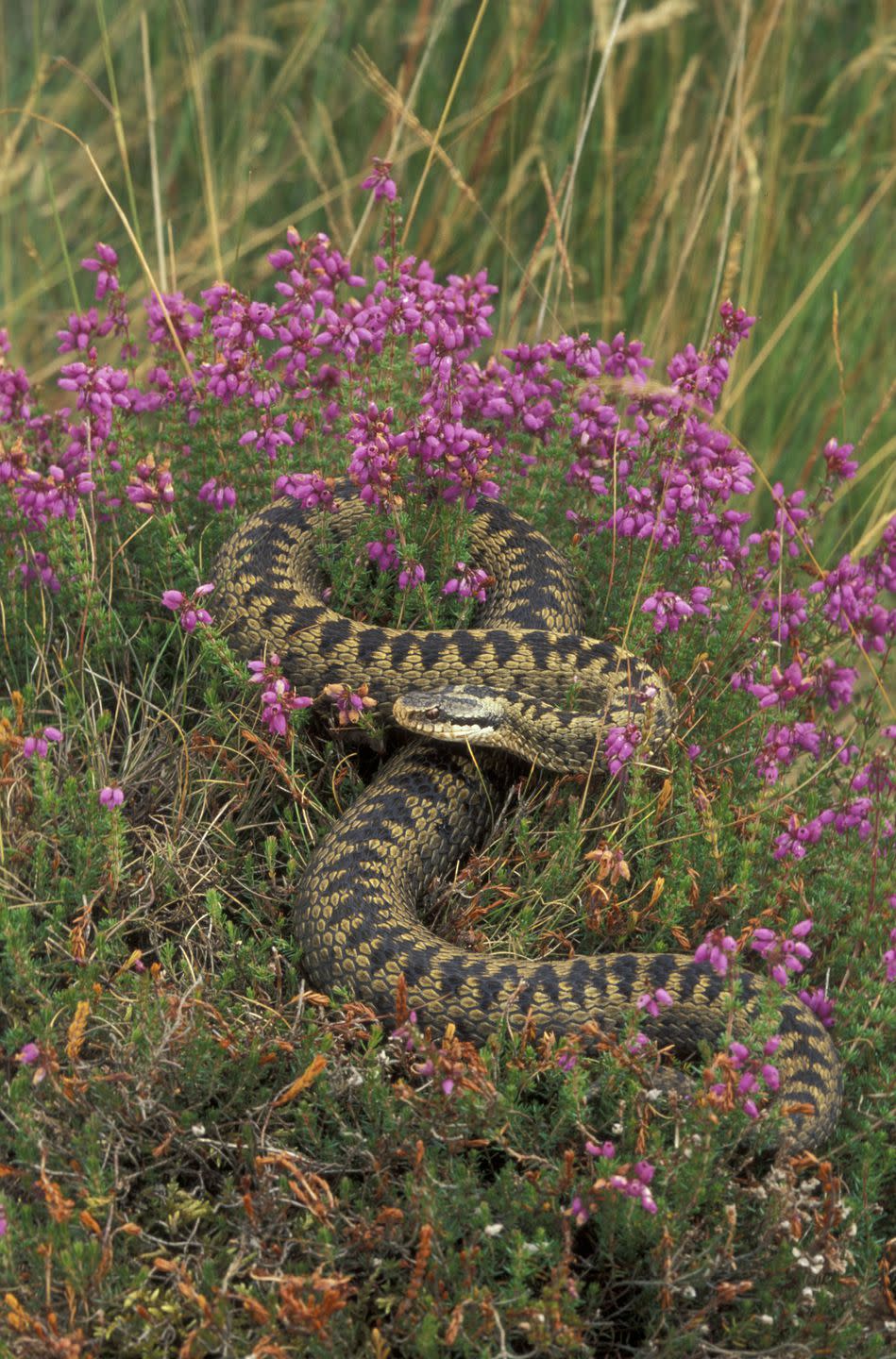 Adders