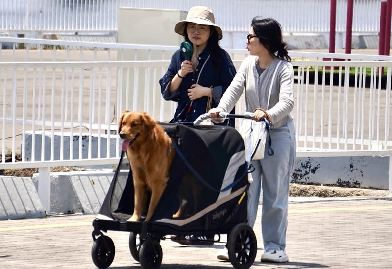 中央氣象署發布高溫資訊，提醒南高屏地區15日留意局部攝氏36度以上高溫。圖為民眾推著寵物車、手持小型風扇在高雄駁二藝術特區周邊遊憩。（中央社）