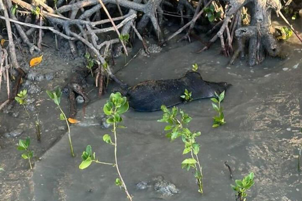 <p>This dead pig was found dumped close to the boat ramp on the Proserpine River. Source: Supplied</p>
