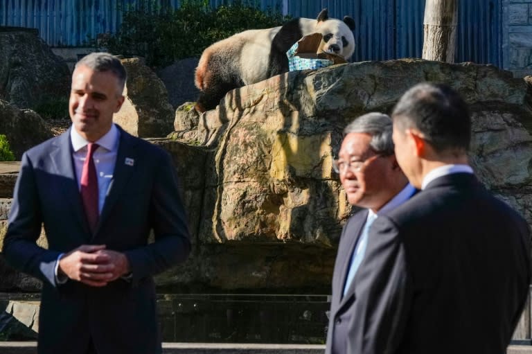 Le panda Wang Wang, le Premier ministre d'Australie méridionale Peter Malinauskas et le Premier ministre chinois Li Qiang au zoo d'Adélaïde, le 16 juin 2024 en Australie (Asanka Ratnayake)