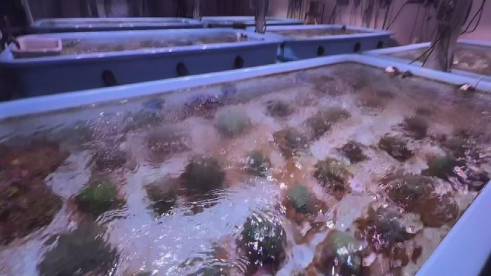 Certified meteorologist George Waldenberger visited the Florida Coral Rescue Center, which protects these coral species, and saw how they may help solve the recent coral bleaching event our reefs are experiencing.