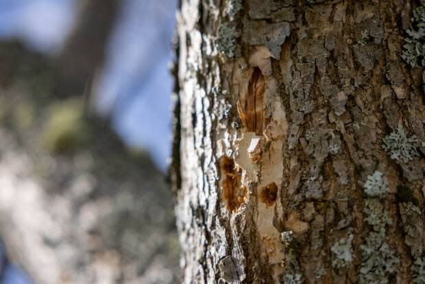 A tree infected by the emerald ash borer in DeWolf Park is shown.