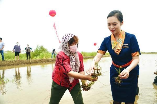 中國青島航空空姐穿著全套制服和當地農民一起下田。（民航資源網）