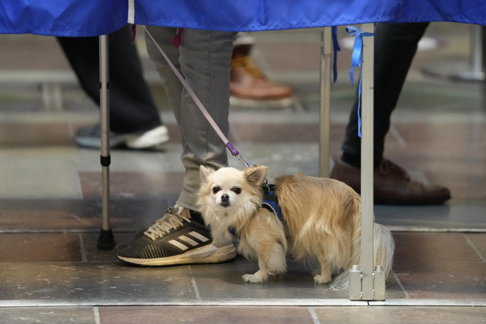 A dog waits as people fill ballots before casting at a polling station at City Hall in Copenhagen, Denmark, on Tuesday, Nov 1, 2022. Denmark's election on Tuesday is expected to change its political landscape, with new parties hoping to enter parliament and others seeing their support dwindle. A former prime minister who left his party to create a new one this year could end up as a kingmaker, with his votes being needed to form a new government. (AP Photo/Sergei Grits)