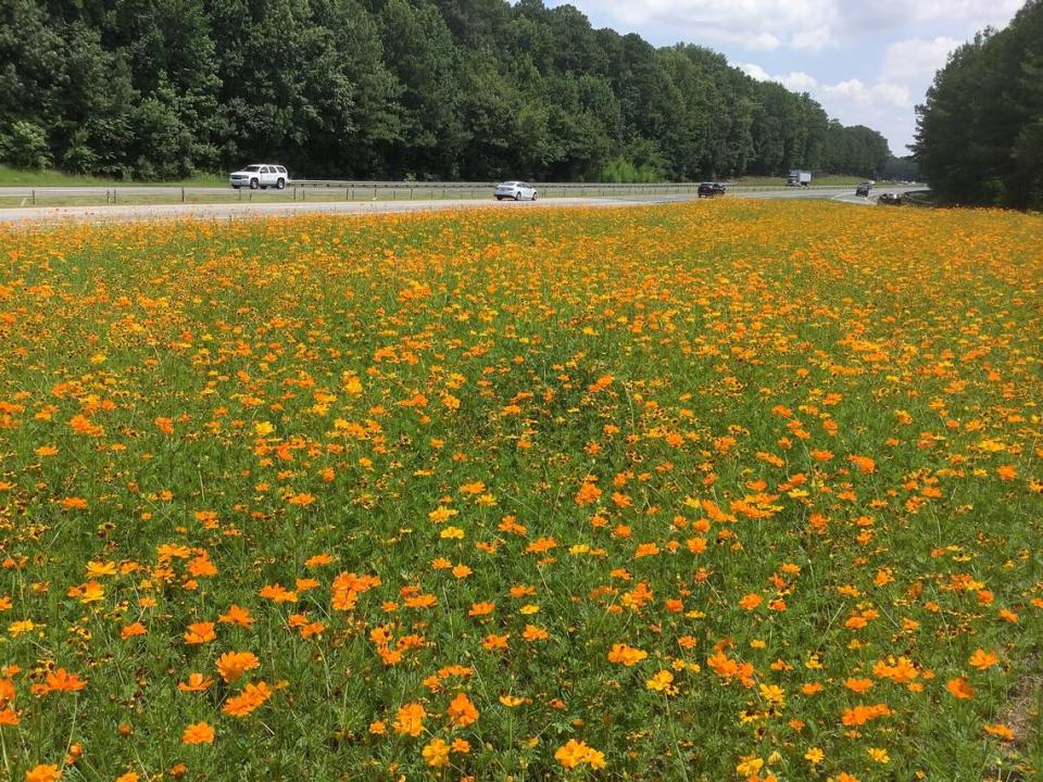 Cosmos and tall plains coreopsis flowers on US-1 North in 2022.