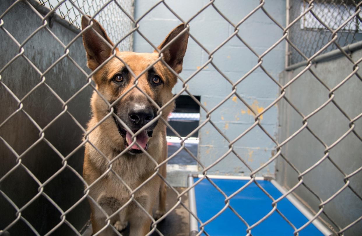 This 2-year-old male German Shepard was brought in as a stray on July 5, 2019, at the Stockton Animal Shelter. Due to a possible outbreak the shelter has paused the intake of all healthy stray and confined dogs. The pause on intake is anticipated to continue through the end of the week before there is a reevaluation.