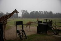 Giraffes are seen at the Mogo Zoo in Australia