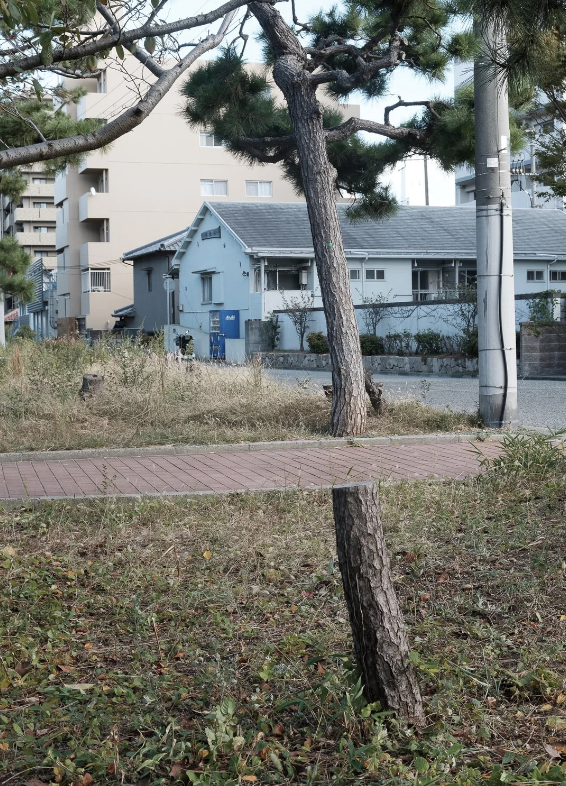 A path that appears to cut right through a tree