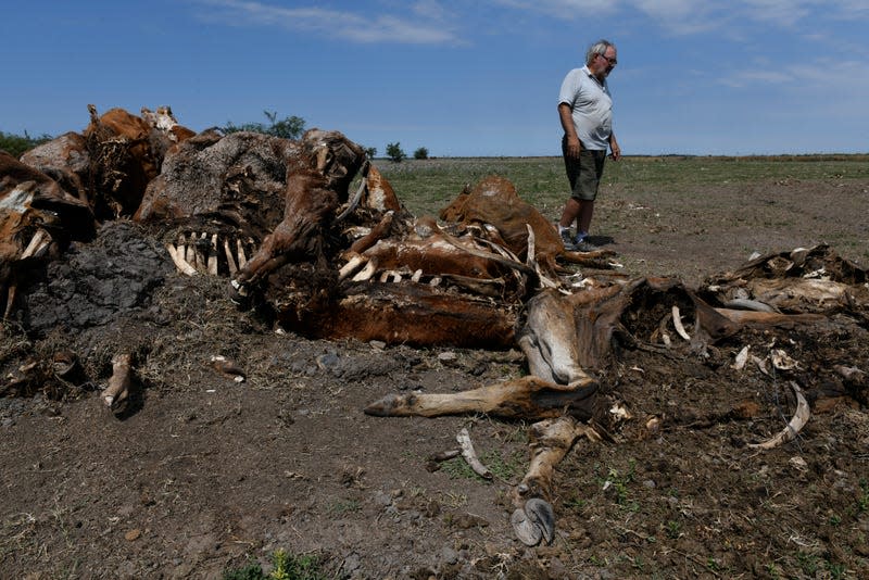 A farmer stands near the corpses of cows that died in his fields in Santa Fe Province, Argentina, on January 18, 2023. 