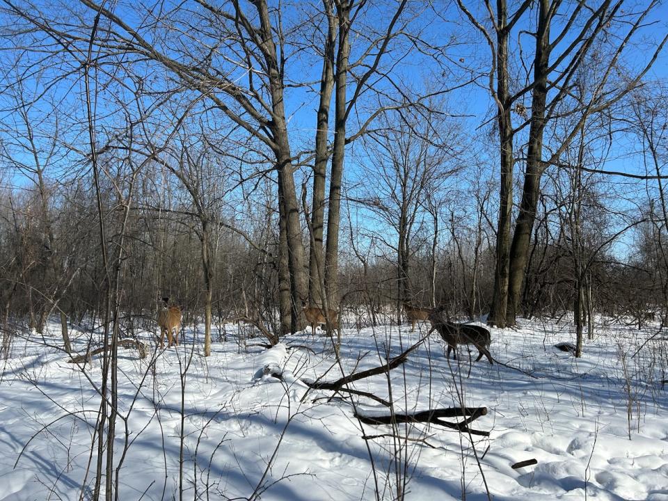 Pointe-aux-Prairies nature park is a 261-hectare park on the eastern tip of the island with a growing population of white-tailed deer.