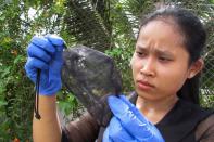 A lab technician Nhek Sreynik works with mosquitoes, at a lab in Kompong Speu Province