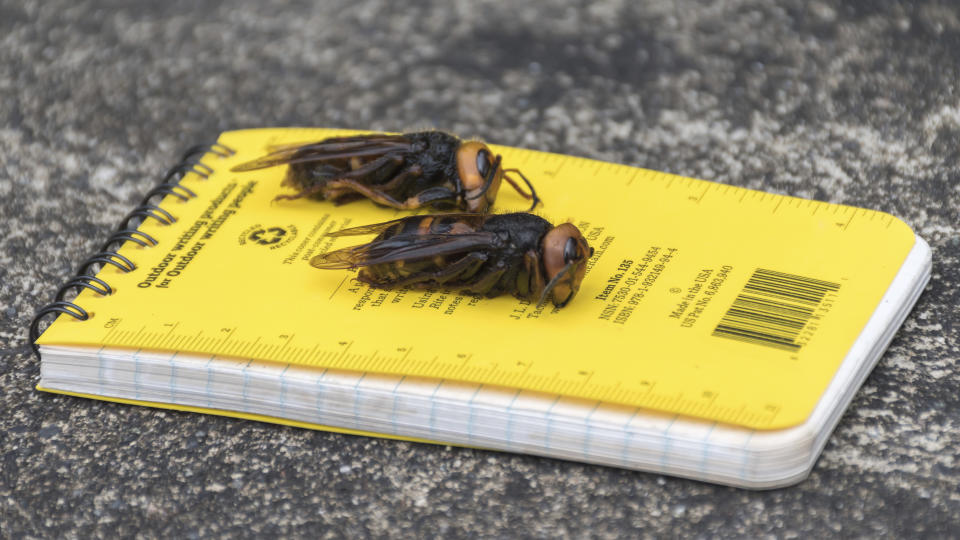 In this April 23, 2020, photo provided by the Washington State Department of Agriculture, dead Asian giant hornets sit on a researcher's field notebook in Blaine, Wash. The world's largest hornet, a 2-inch long killer with an appetite for honey bees, has been found in Washington state and entomologists are making plans to wipe it out. Dubbed the "Murder Hornet" by some, the Asian giant hornet has a sting that could be fatal to some humans. It is just now starting to emerge from hibernation. (Karla Salp/Washington State Department of Agriculture via AP)