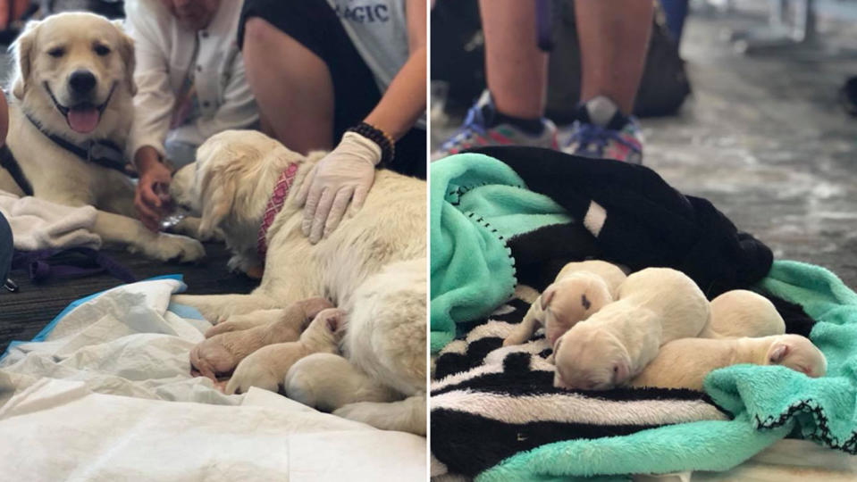 Proud dad Nugget looks on as Eleanor Rigby feeds the pups. Source: Facebook/ Tampa International Airport