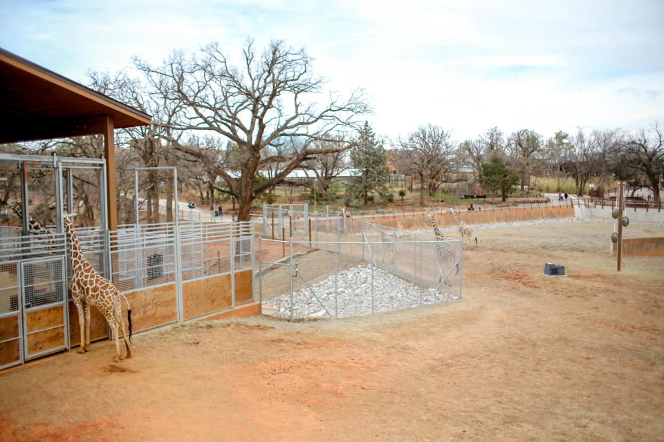 The giraffe enclosure, part of the newly completed Expedition Africa, is pictured Feb. 27 at the Oklahoma City Zoo.