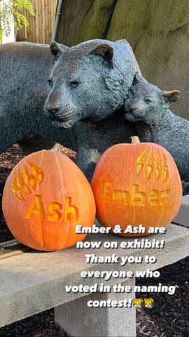 <p>The Toledo Zoo/Instagram</p> Toledo Zoo celebrates Ash and Ember