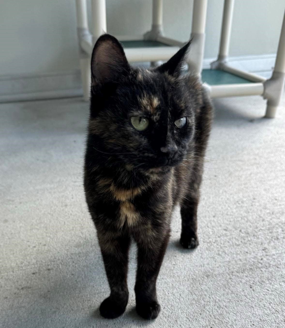 Emily is a 14-year-old cat in need of a new home.