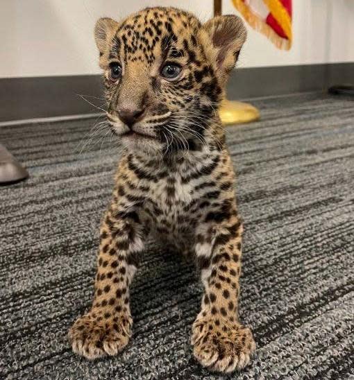 According to the criminal complaint, Rafael Gutierrez-Galvan tried to sell a jaguar cub. / Credit: Justice Department