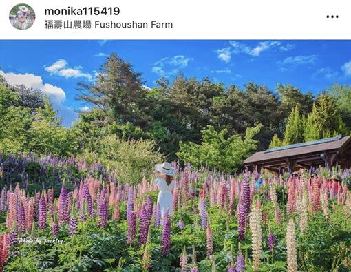 福壽山農場花期倒數中，預計到6月中。（圖／IG：monika115419 授權提供）