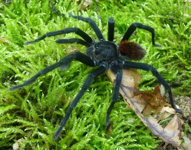 Terrifying new species of spider 'like a tarantula' discovered