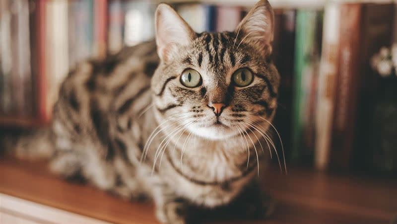 台灣大廠飼料遭飼主指控，貓咪吃了之後造成低血鉀的狀況，事件持續受到關注。（示意圖／翻攝自Pixabay）