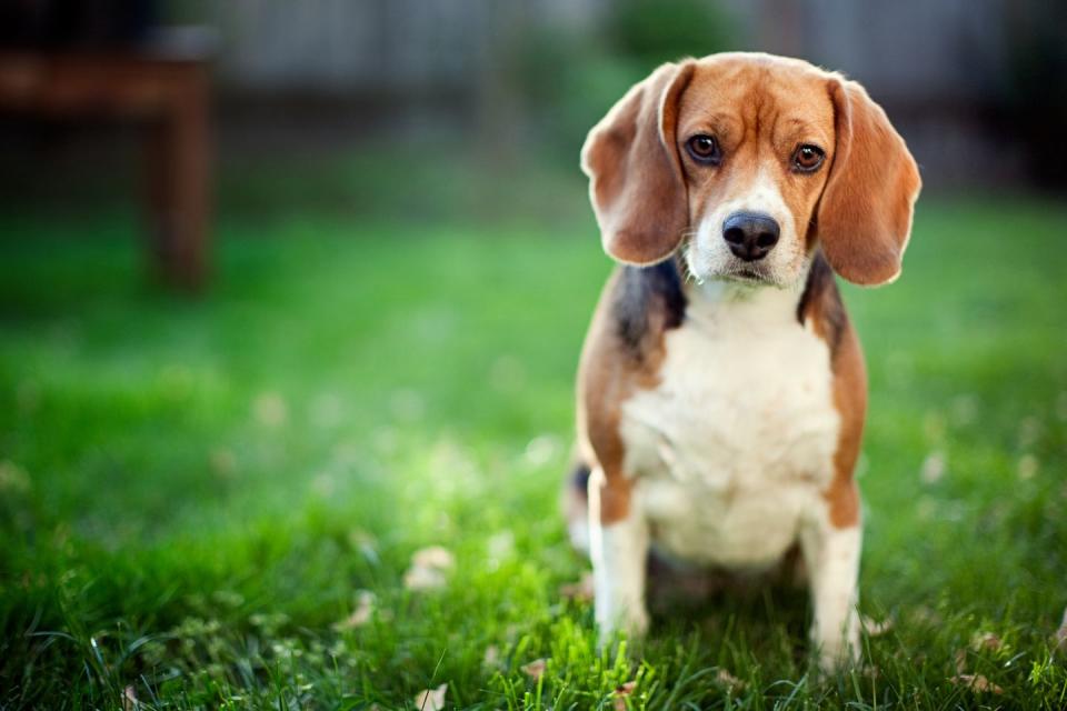 Beagle