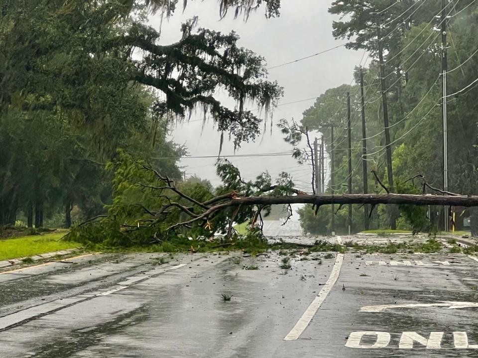 Winds from Hurricane Idalia knocked a tree down across Buck Lake Road on Wednesday, Aug. 30, 2023. Road crews quickly removed it.
