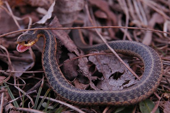 Severed Snake Heads Can Still Bite — and Often Do