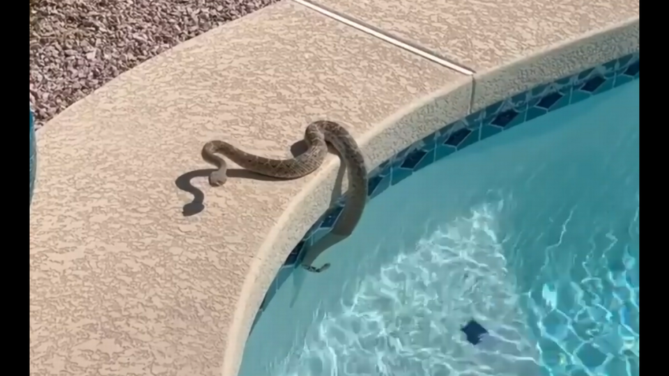 How do you get out of a swimming pool with no arms or legs? This rattlesnake used its tail for an extra boost, video shows.