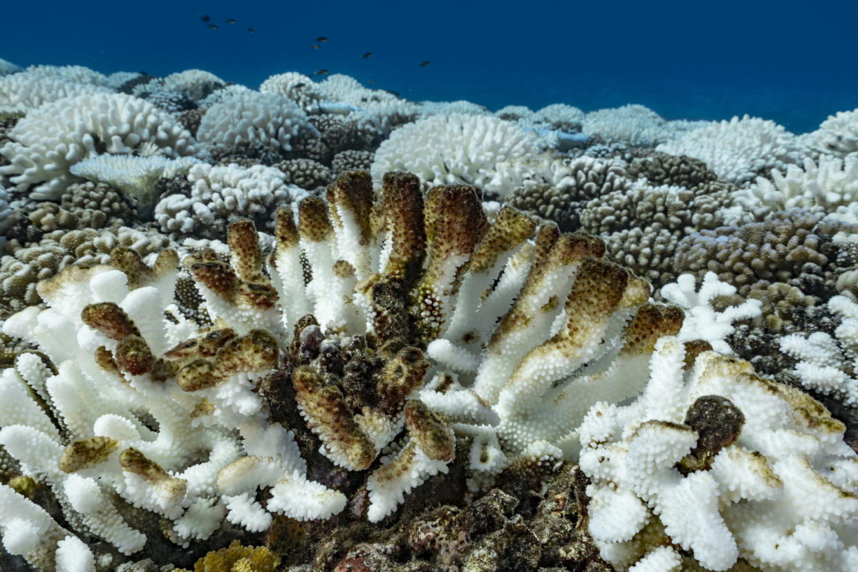Coral reefs in French Polynesia bleached white.  