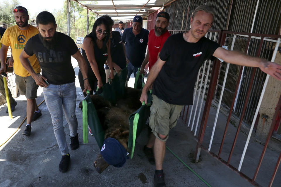 Jason Mier, director of Animals Lebanon, right, and others carry a Syrian brown bear at a zoo, in the southern port city of Tyre, Lebanon, Sunday, July 18, 2021. The Beirut-based group, Animals Lebanon, said Sunday that two bears, including this one, that had been held in small cement cages for more than a decade were rescued from the private zoo in southern Lebanon, and will be flown to the United States where they will be released into the wild. (AP Photo/Bilal Hussein)