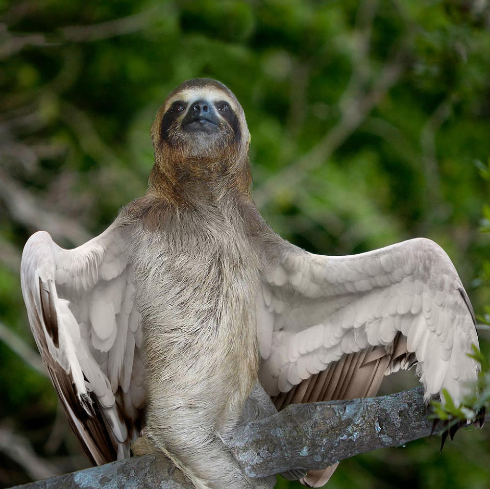 The winged sloth. <a href="http://i.imgur.com/wfX2YjJ.jpg" rel="nofollow noopener" target="_blank" data-ylk="slk:Photo;elm:context_link;itc:0;sec:content-canvas" class="link ">Photo</a> created by <a href="http://www.reddit.com/user/Felfriast" rel="nofollow noopener" target="_blank" data-ylk="slk:Felfriast;elm:context_link;itc:0;sec:content-canvas" class="link ">Felfriast</a>.