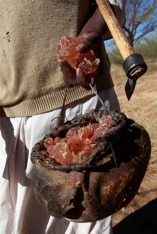 FILE PHOTO: A farmer carries collected gum arabic from an Acacia tree in the western Sudanese town of El-Nahud
