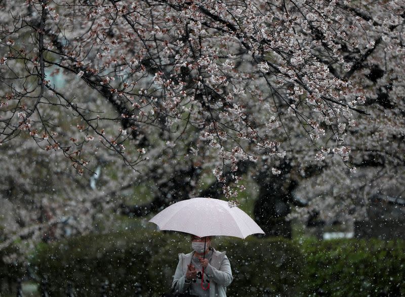 A woman wearing a protective face mask, following an outbreak of the coronavirus disease, walks under blooming cherry blossoms in a snow fall in Tokyo