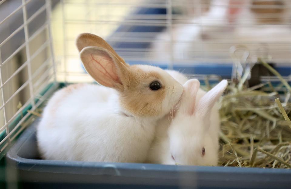 Rabbits are pictured at the West Valley City Animal Shelter in West Valley City on Wednesday, June 21, 2023. | Kristin Murphy, Deseret News