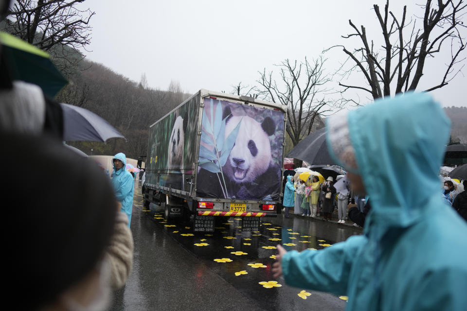 A vehicle carrying Fu Bao, the first giant panda born in South Korea, moves past at the Everland amusement park in Yongin, South Korea, Wednesday, April 3, 2024. A crowd of people, some weeping, gathered at the rain-soaked amusement park in South Korea to bid farewell to their beloved giant panda before her departure to China on Wednesday. (AP Photo/Lee Jin-man)