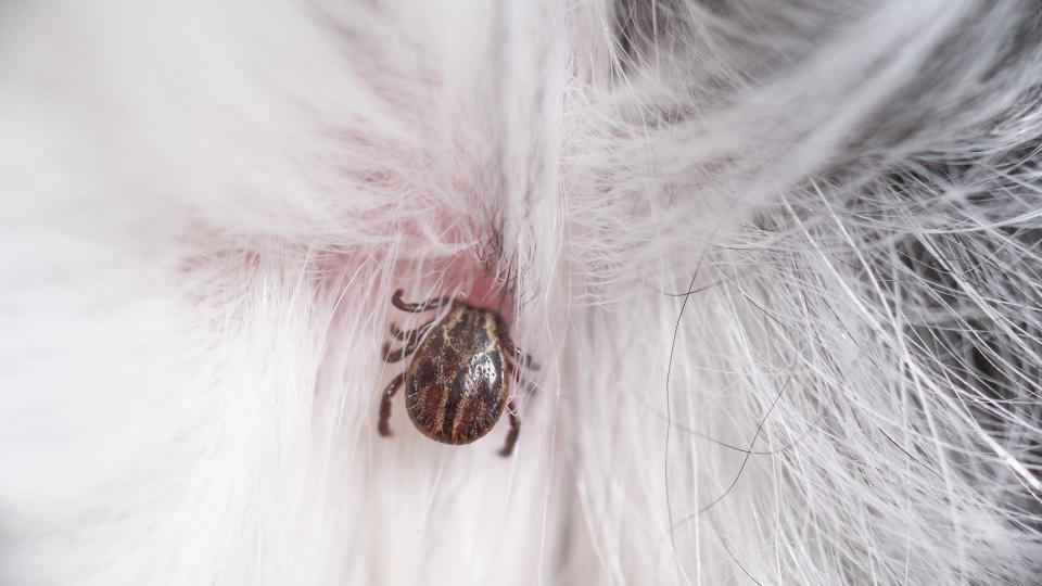 Tick in dog's skin