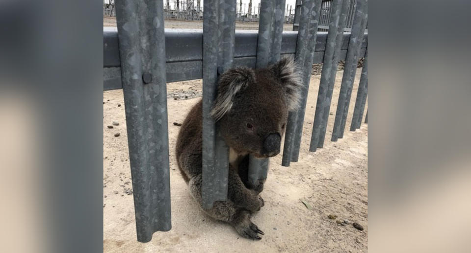 The koala was said to be fine after its ordeal. Source: Supplied